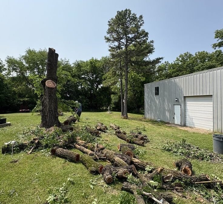 Tree Removal & Trimming OKC
